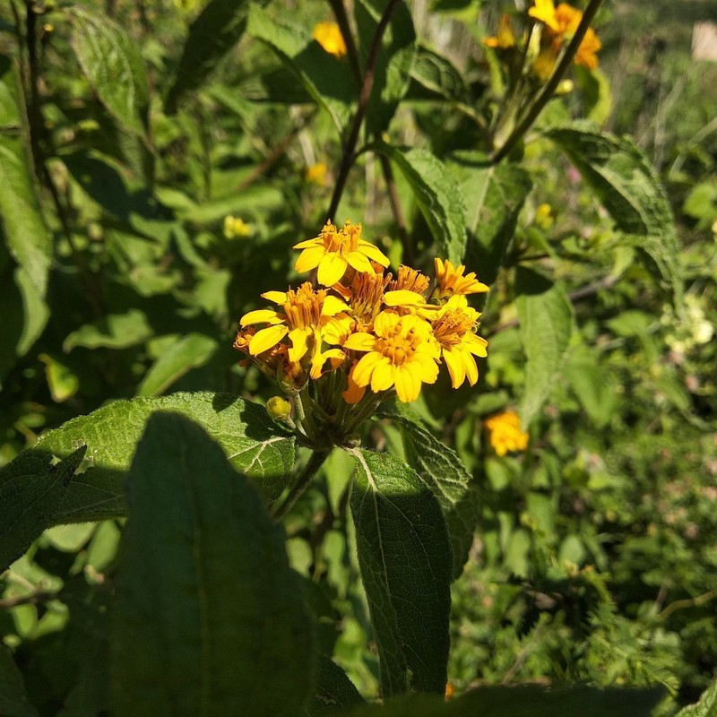Lasianthaea ceanothifolia photo 5