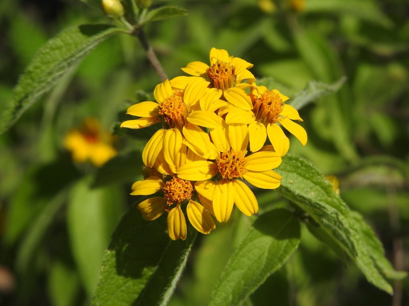 Lasianthaea ceanothifolia photo 6