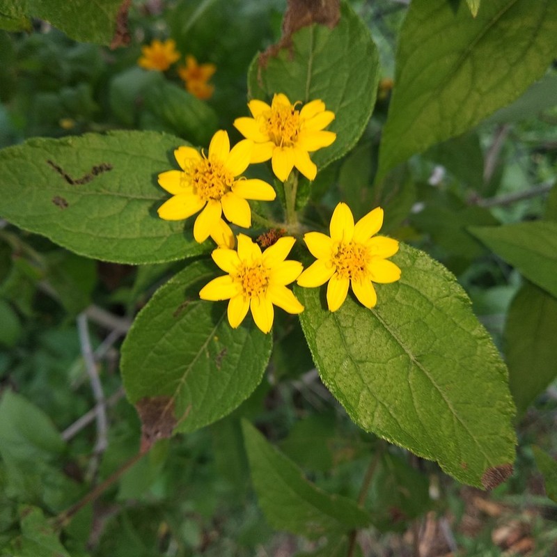 Lasianthaea ceanothifolia photo 7