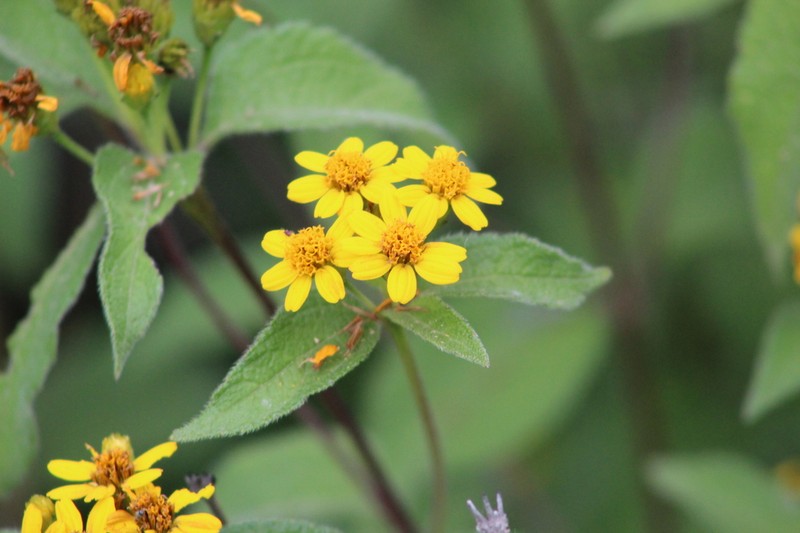 Lasianthaea ceanothifolia photo 8