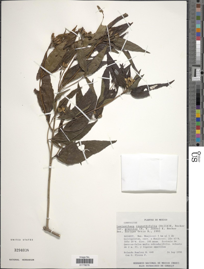 Lasianthaea ceanothifolia var. gracilis