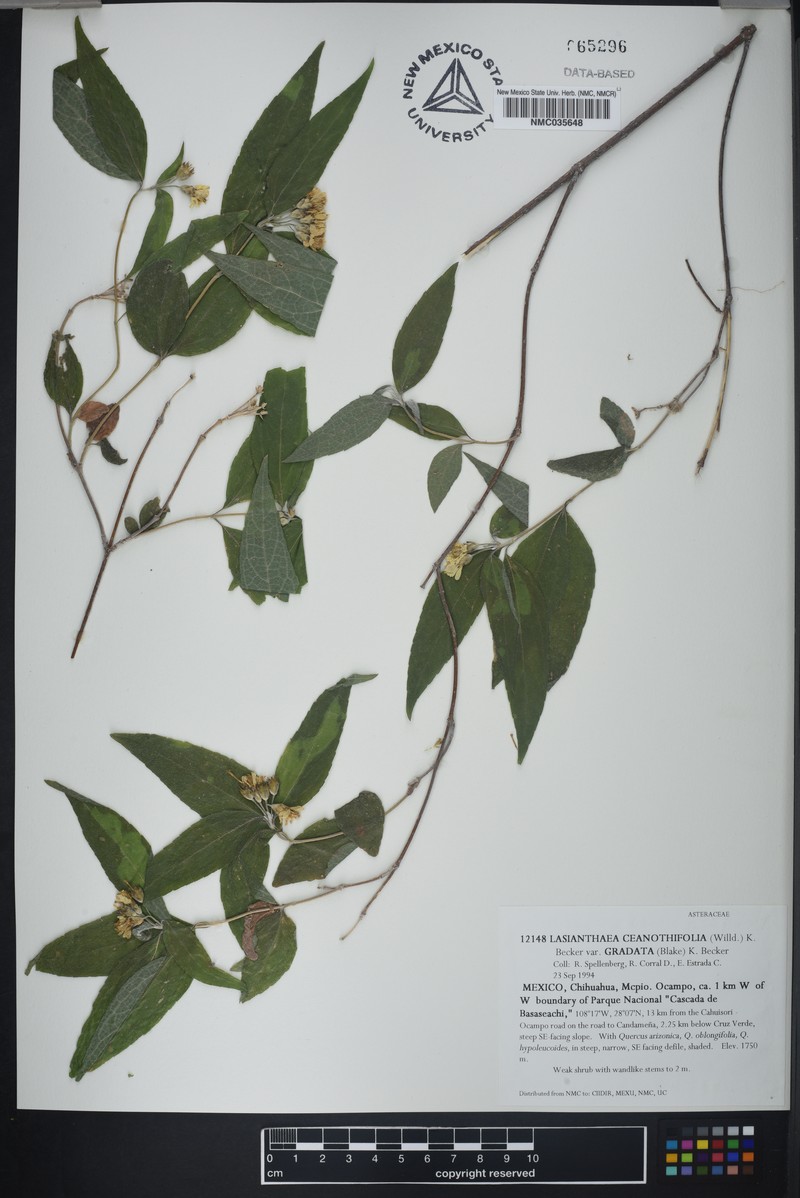 Lasianthaea ceanothifolia var. gradata