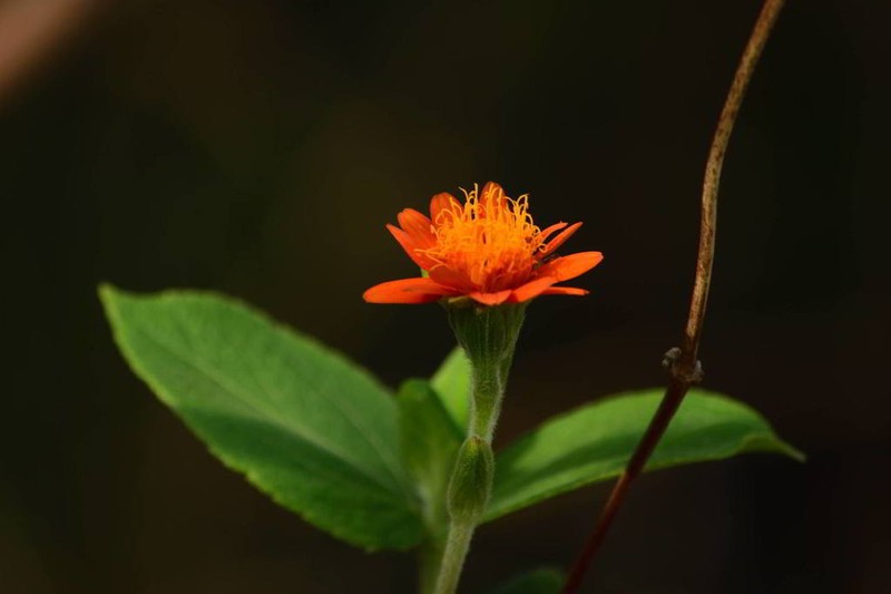 Lasianthaea crocea