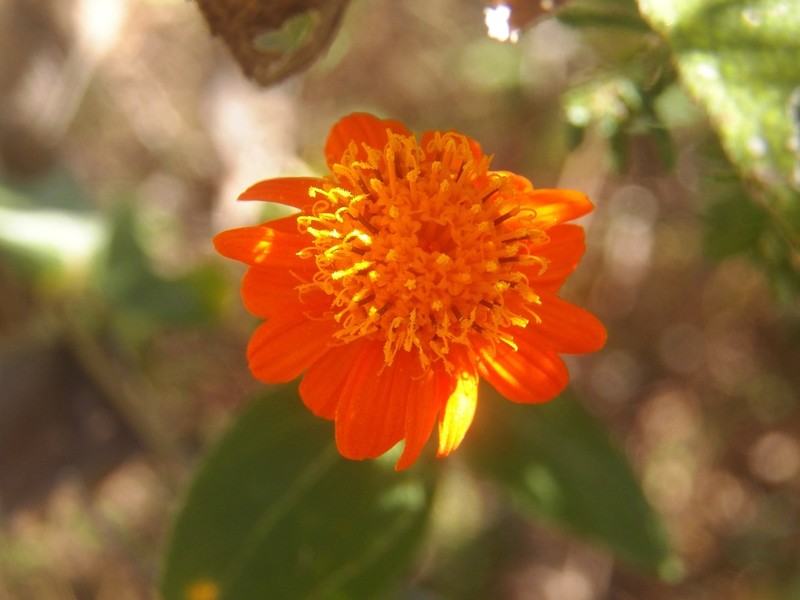 Lasianthaea crocea photo 2