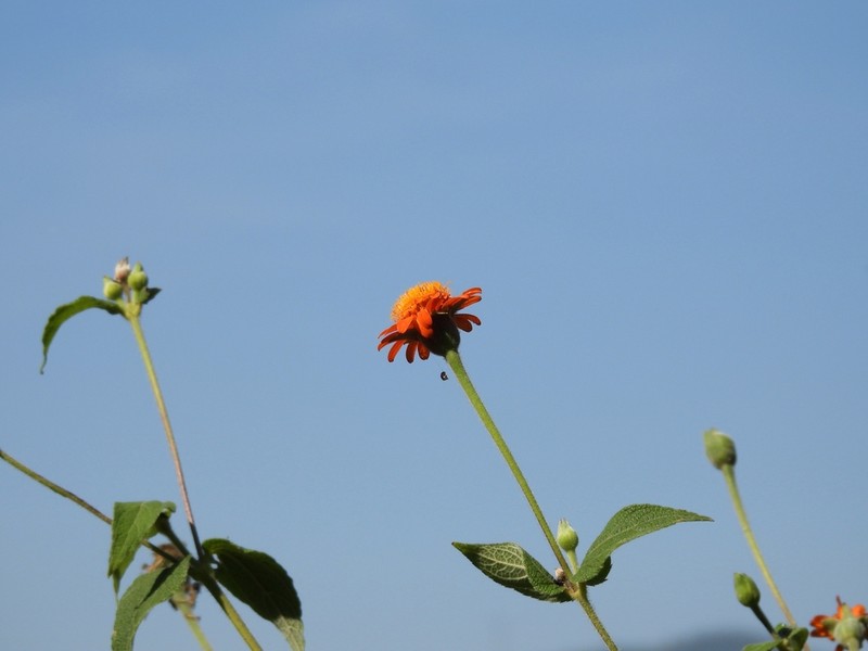Lasianthaea crocea photo 3