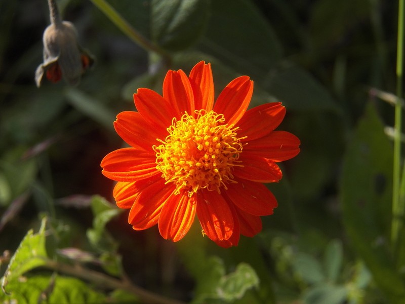Lasianthaea crocea photo 4