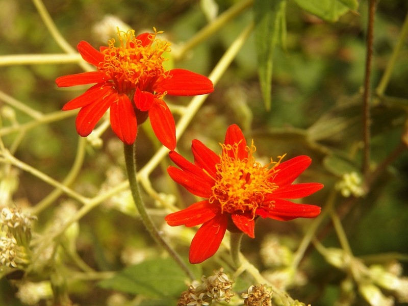 Lasianthaea crocea photo 5