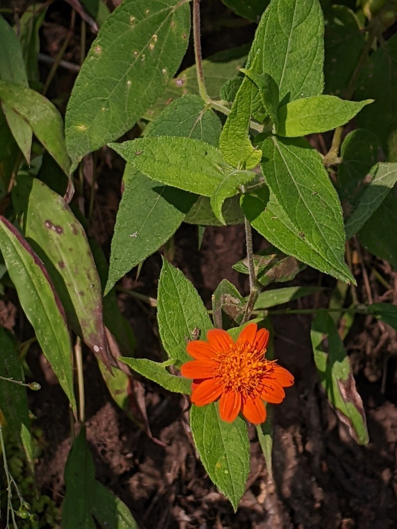 Lasianthaea crocea photo 6