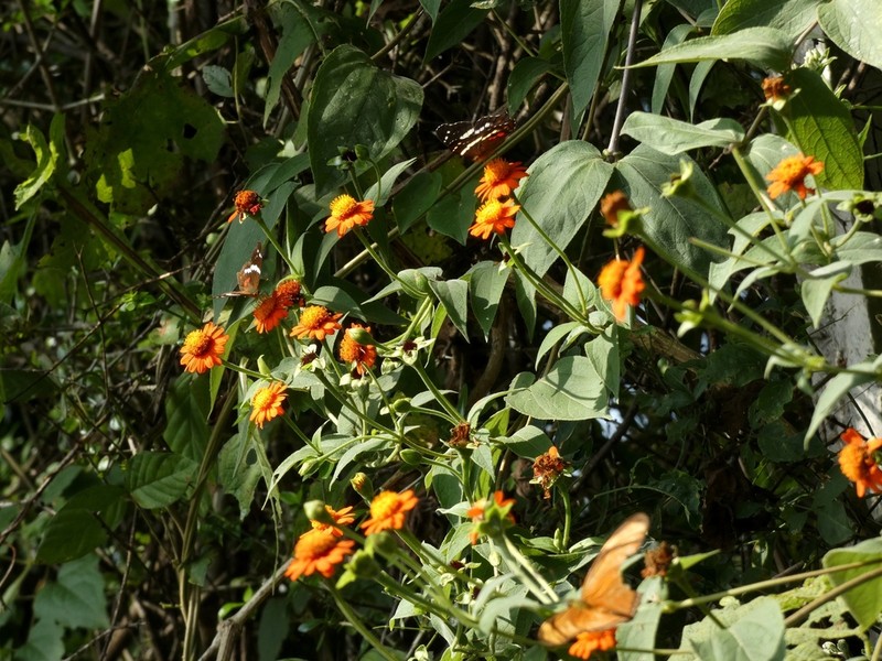 Lasianthaea crocea photo 7