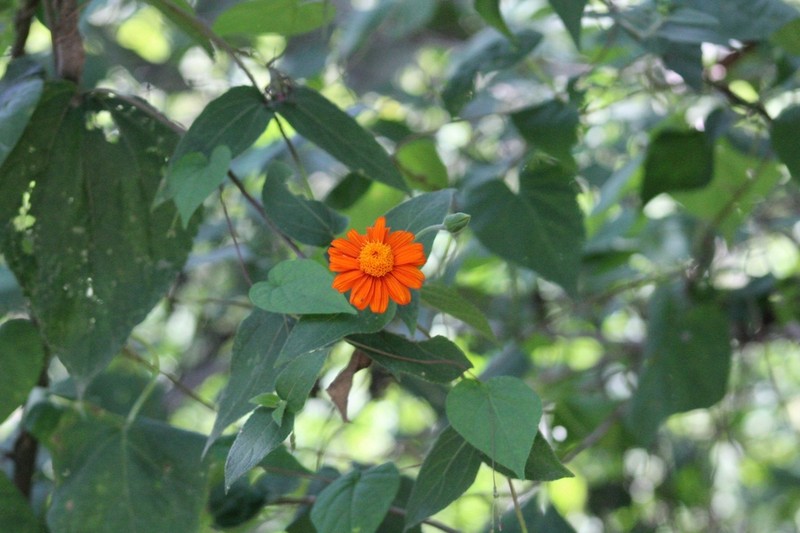 Lasianthaea crocea photo 8