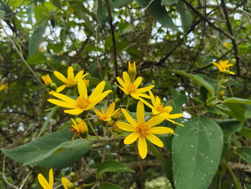 Lasianthaea fruticosa