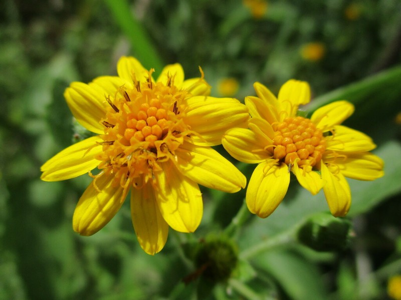 Lasianthaea fruticosa photo 2
