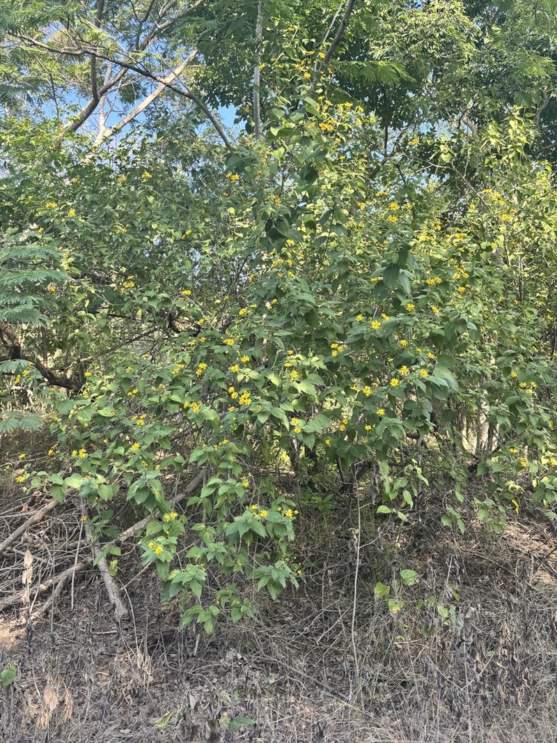 Lasianthaea fruticosa photo 3