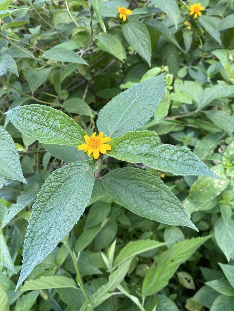 Lasianthaea fruticosa photo 4