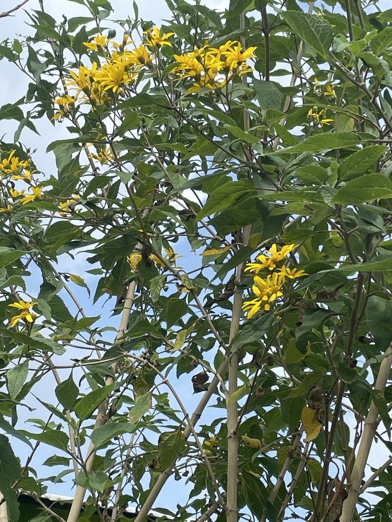 Lasianthaea fruticosa photo 5