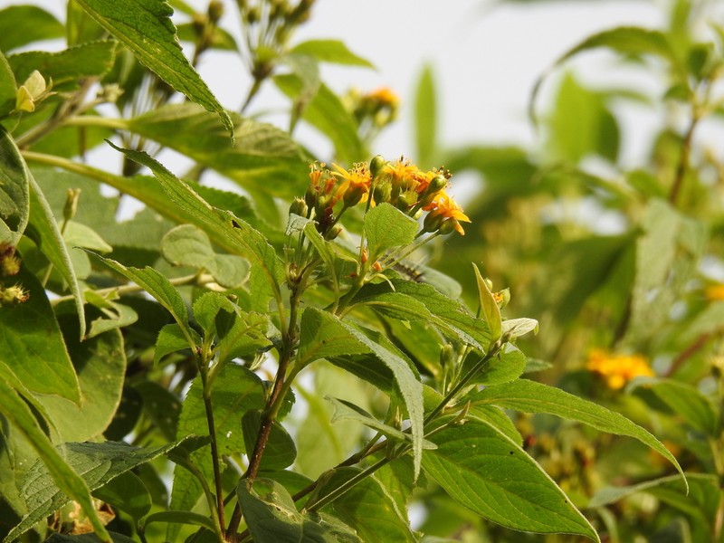 Lasianthaea fruticosa photo 6