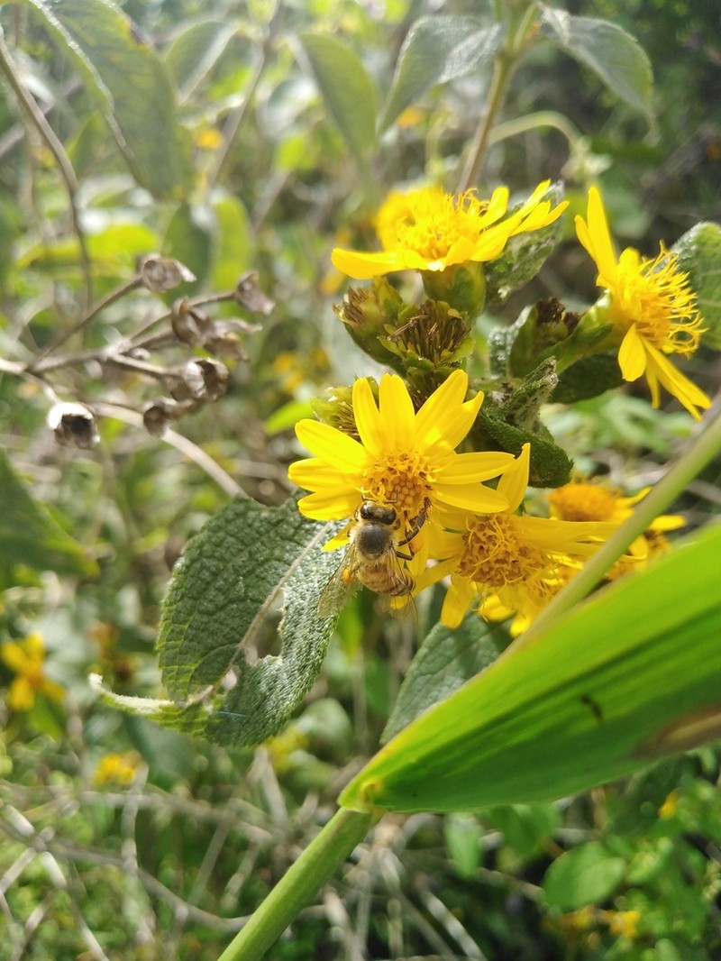Lasianthaea fruticosa photo 7