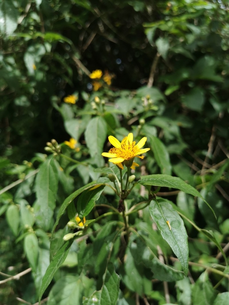 Lasianthaea fruticosa photo 8