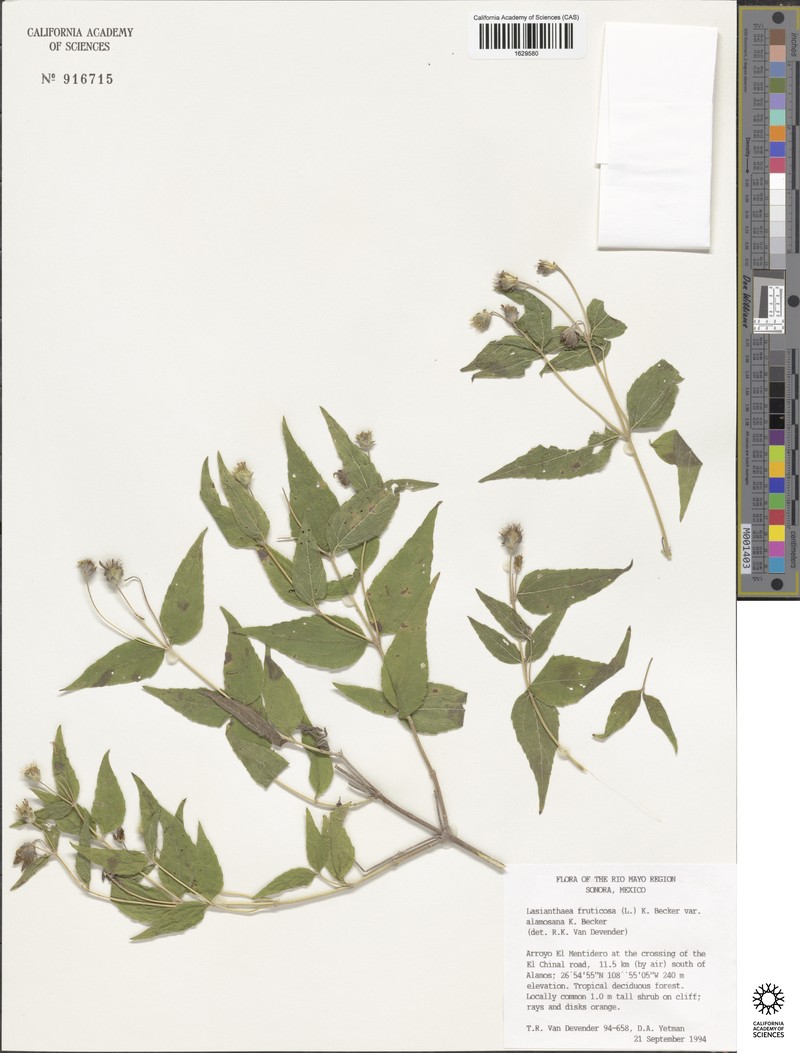 Lasianthaea fruticosa var. alamosana