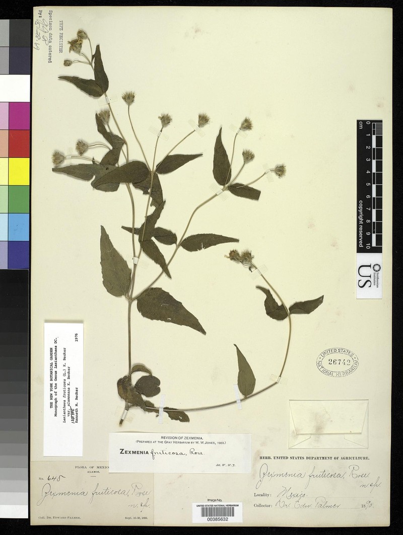 Lasianthaea fruticosa var. alamosana photo 2