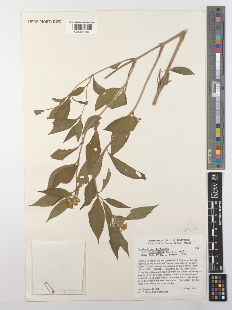 Lasianthaea fruticosa var. fasciculata