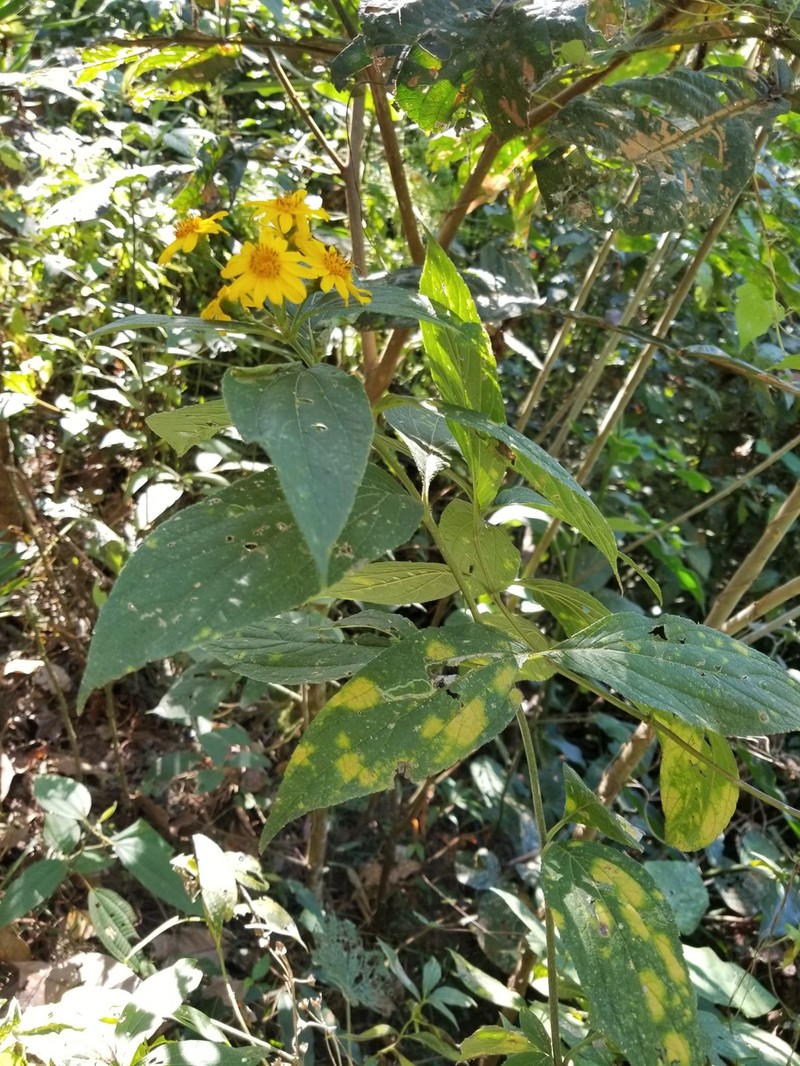 Lasianthaea fruticosa var. fruticosa