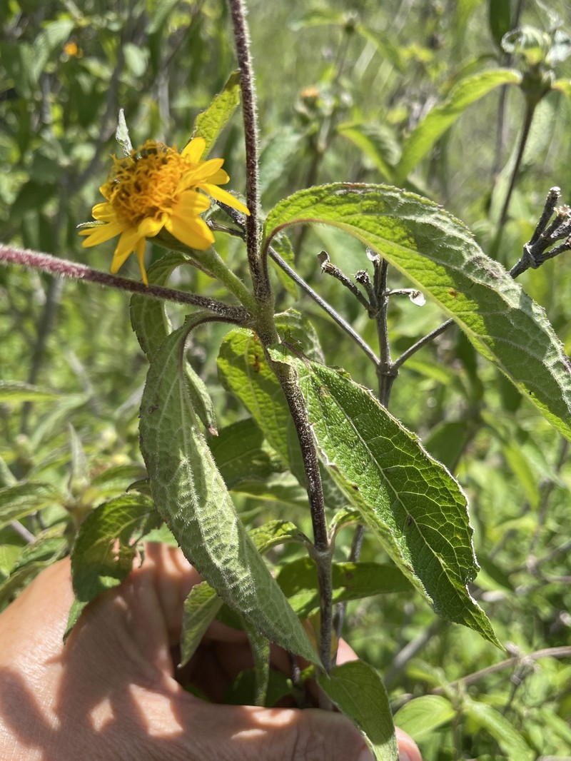 Lasianthaea fruticosa var. michoacana