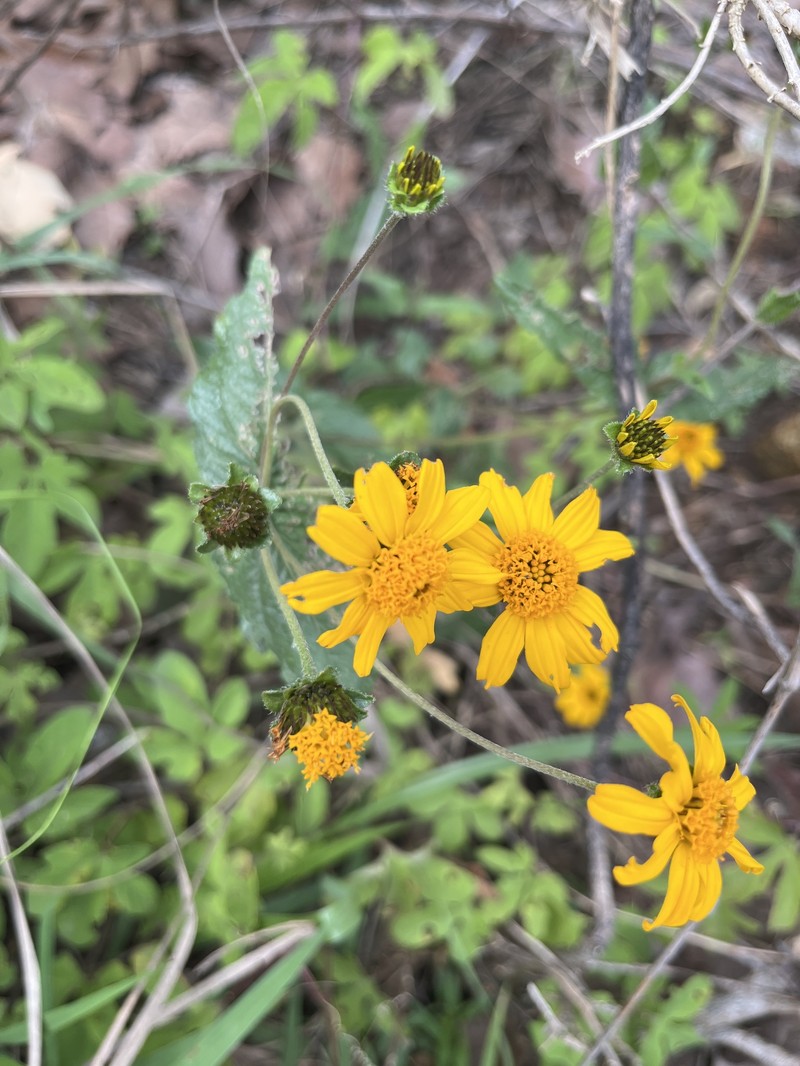 Lasianthaea fruticosa var. michoacana photo 2