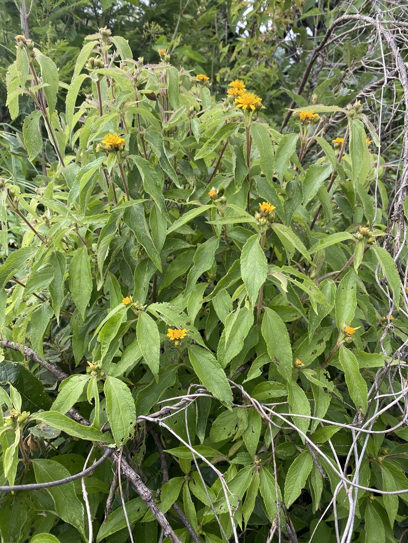 Lasianthaea fruticosa var. michoacana photo 3