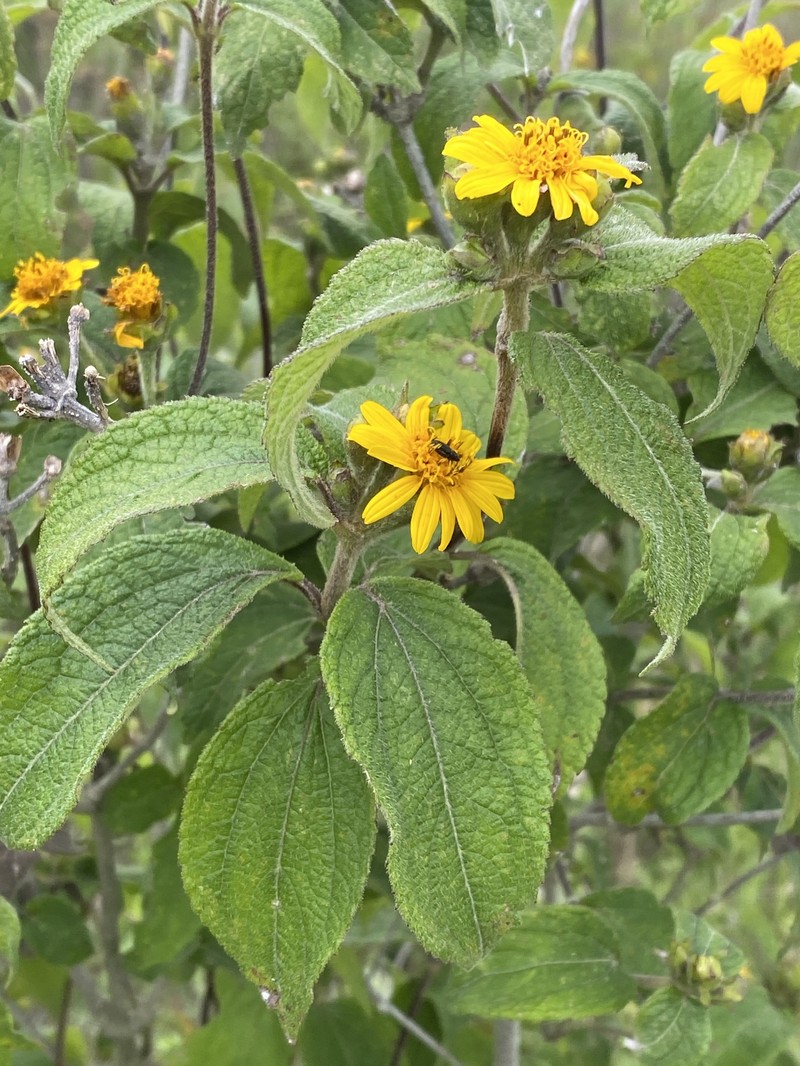 Lasianthaea fruticosa var. michoacana photo 4