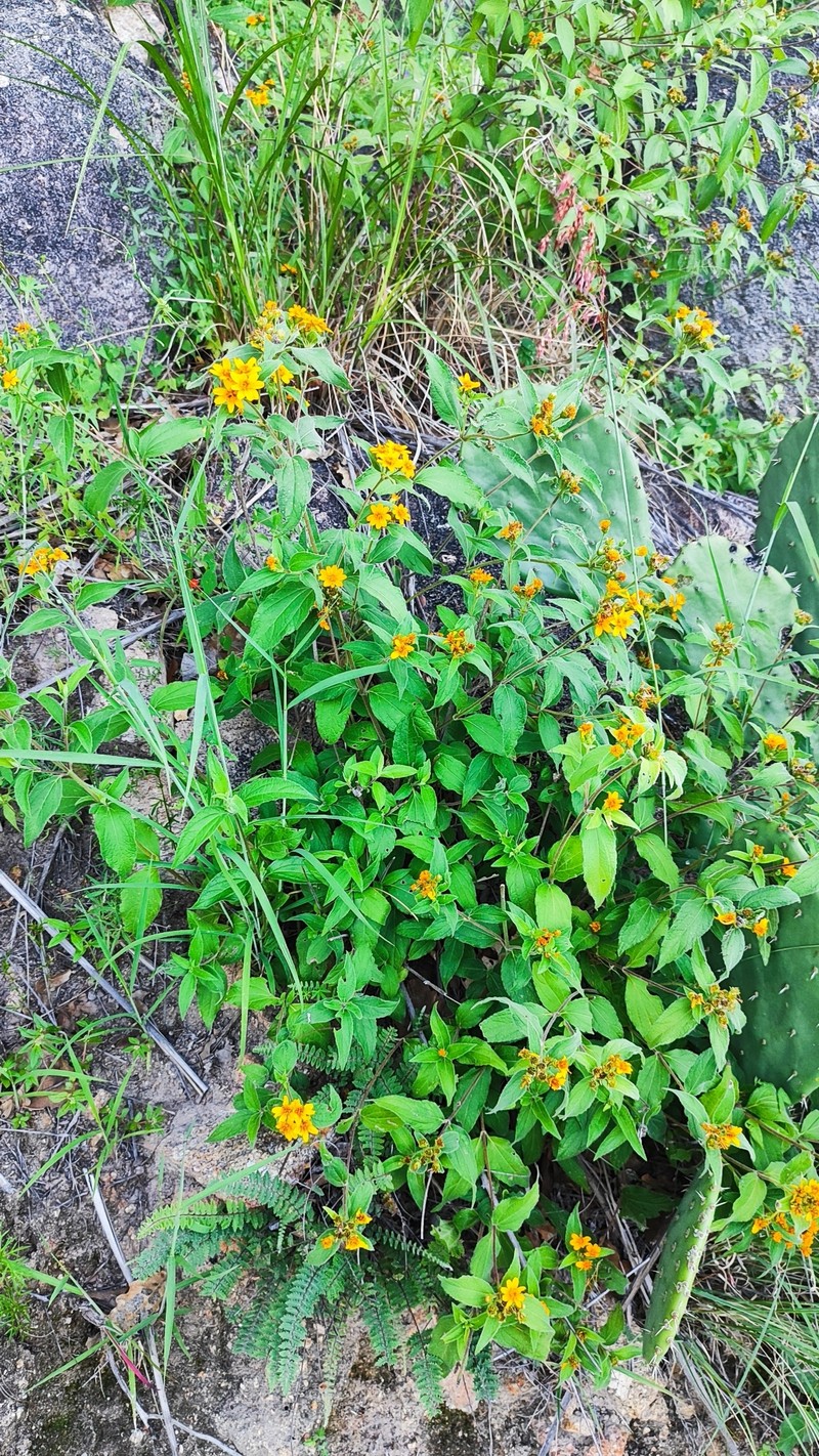 Lasianthaea fruticosa var. occidentalis