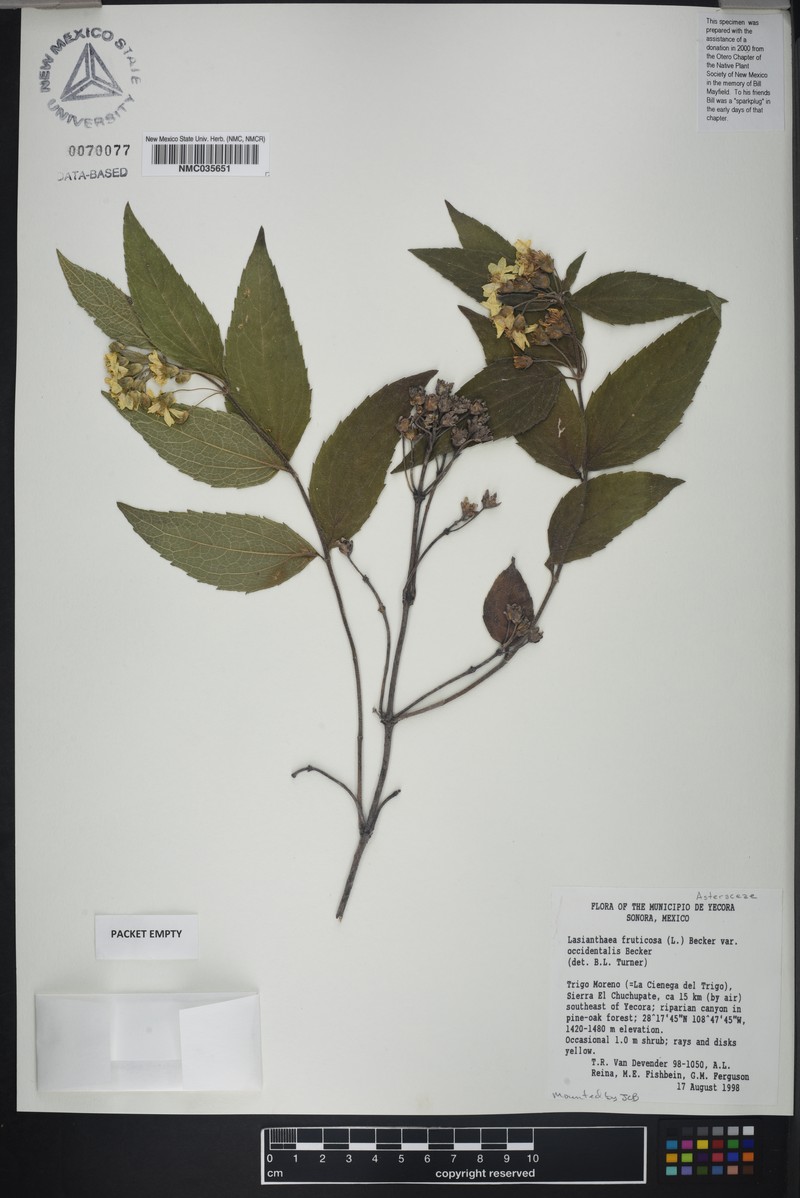 Lasianthaea fruticosa var. occidentalis photo 2