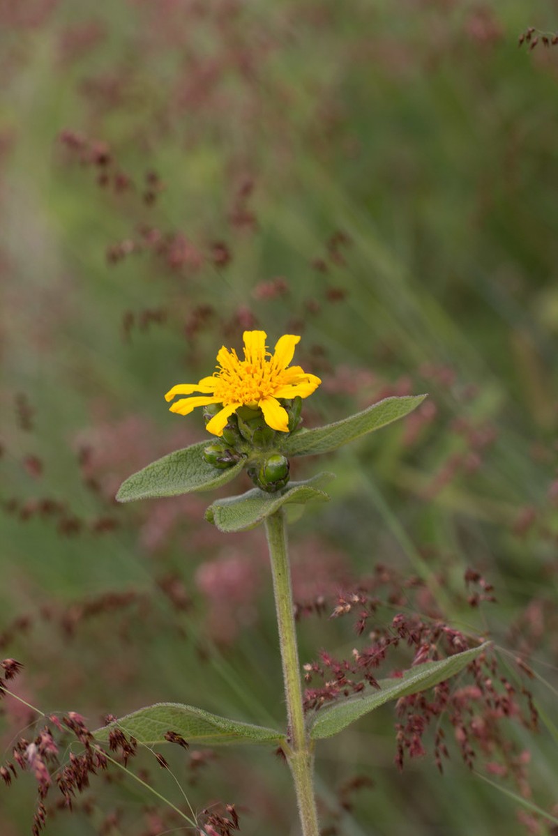 Lasianthaea helianthoides