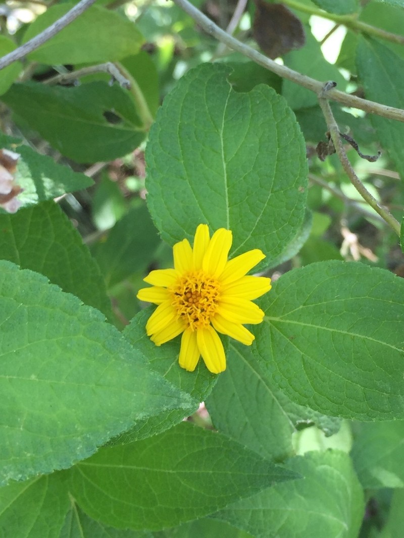 Lasianthaea helianthoides photo 2