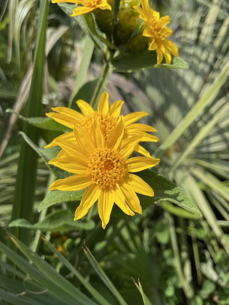 Lasianthaea helianthoides photo 3