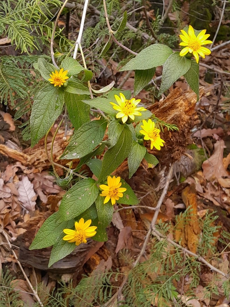 Lasianthaea helianthoides photo 4