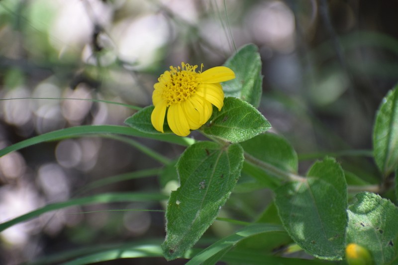 Lasianthaea helianthoides photo 5