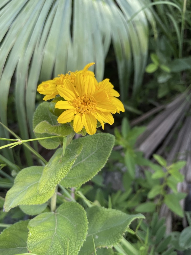Lasianthaea helianthoides photo 6