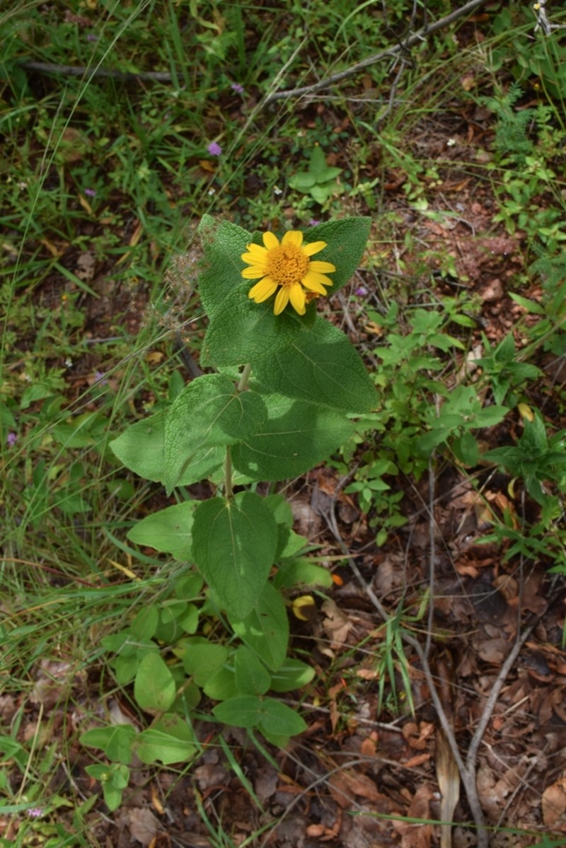 Lasianthaea helianthoides photo 7
