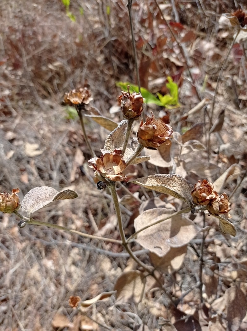 Lasianthaea helianthoides photo 8