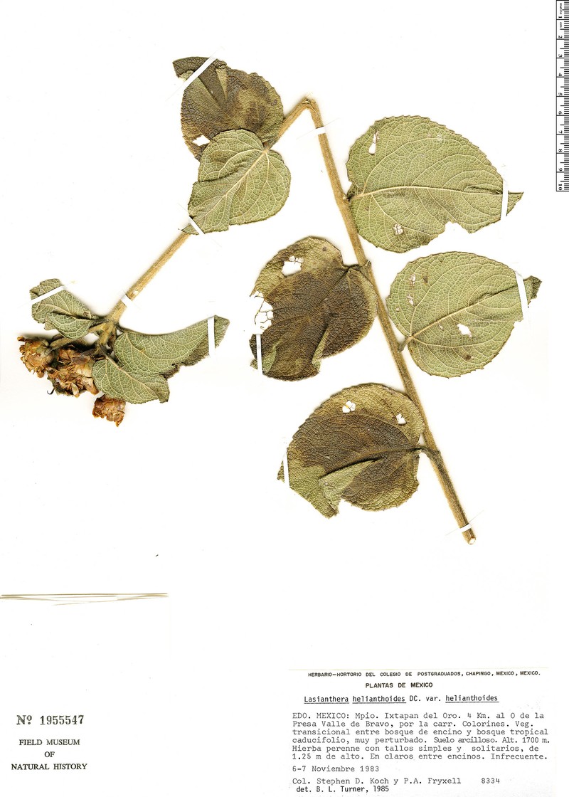 Lasianthaea helianthoides var. helianthoides