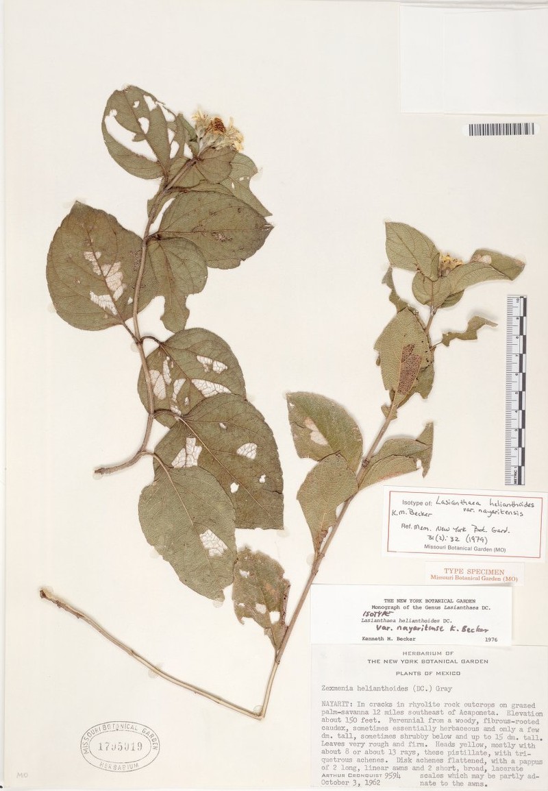 Lasianthaea helianthoides var. nayaritensis