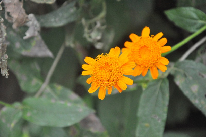 Lasianthaea macrocephala
