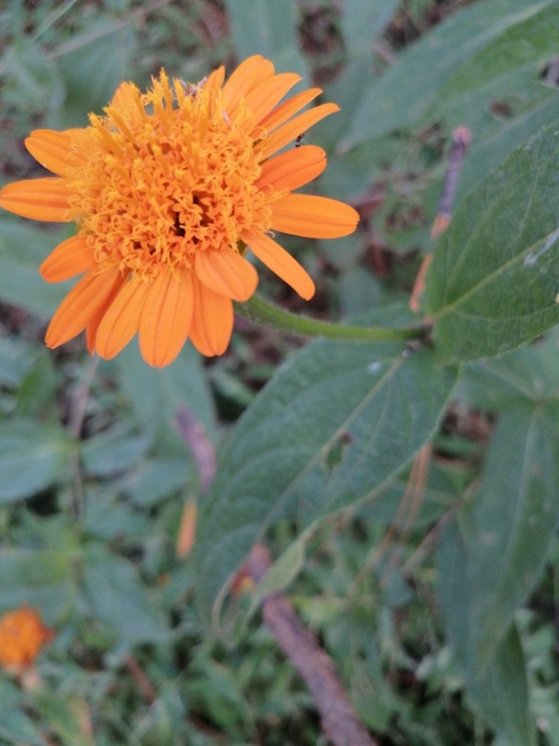 Lasianthaea macrocephala photo 3