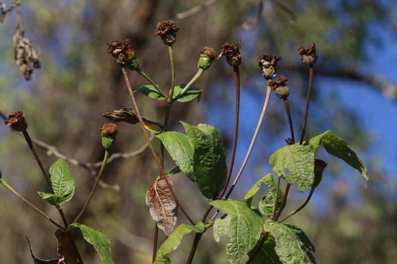 Lasianthaea macrocephala photo 4