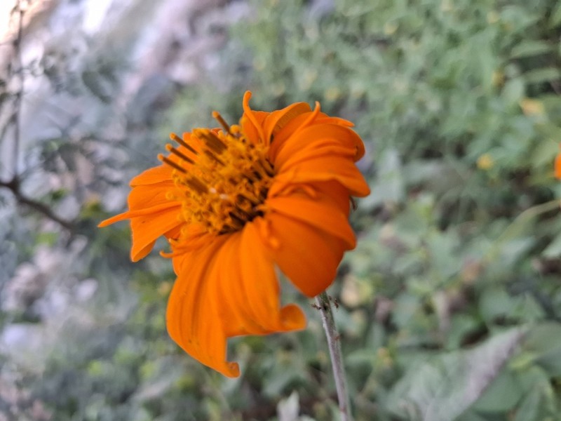 Lasianthaea macrocephala photo 5