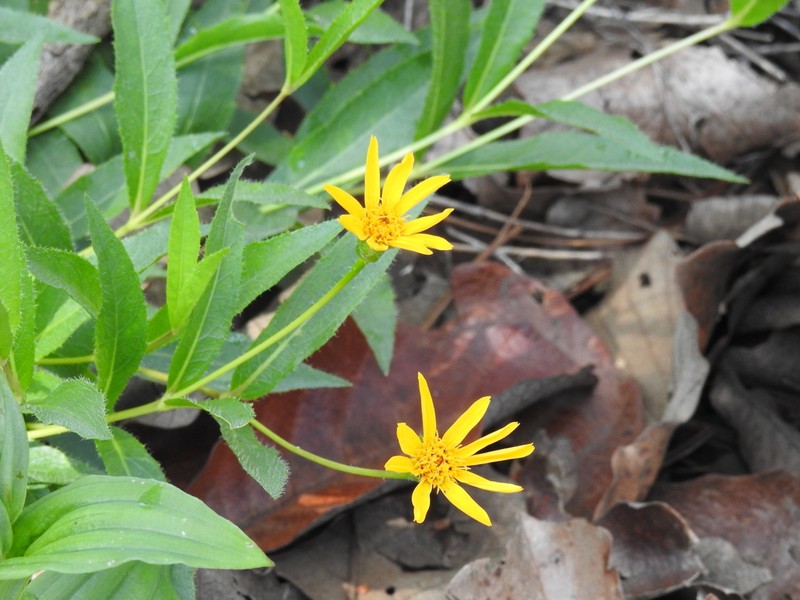 Lasianthaea palmeri