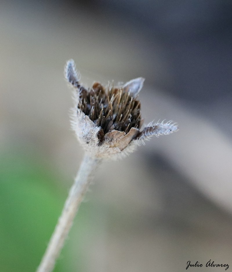 Lasianthaea palmeri photo 2