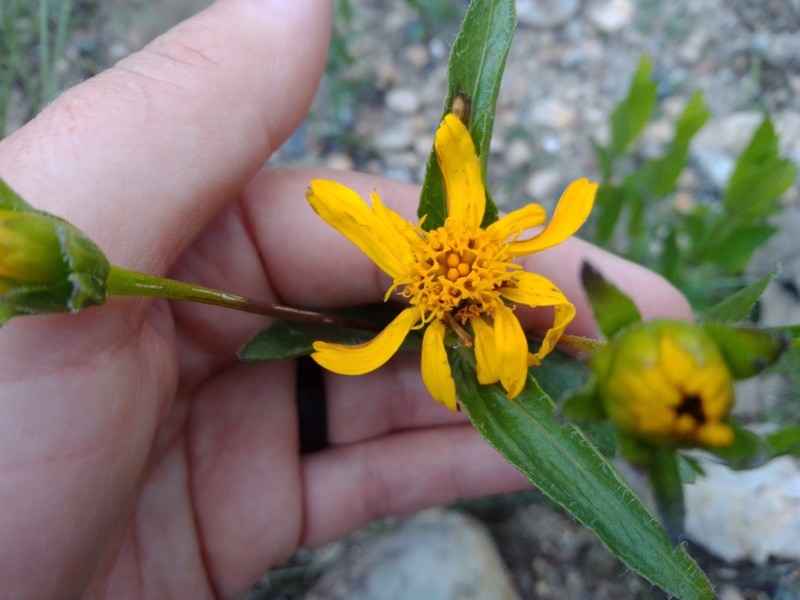 Lasianthaea palmeri photo 3