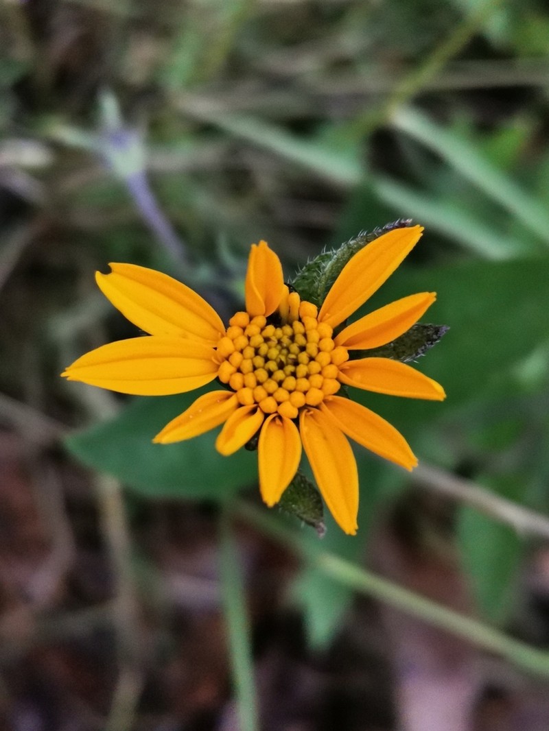 Lasianthaea palmeri photo 4